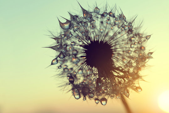 Fototapeta Dew drops on a dandelion seeds at sunrise close up.