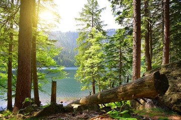 Black lake is the largest lake in the National park Sumava, Czech Republic.
