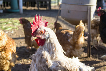 galline allevate a terra