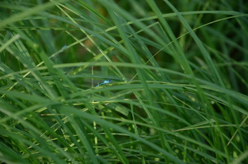 Dragonfly in the grass