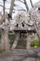 桜とお寺