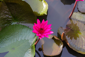 Lotus flower