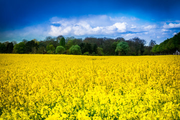 Leuchtend gelbes Rapsfeld - Rape field