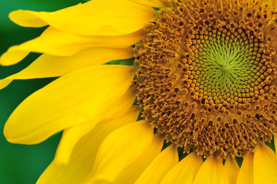 closeup of beautiful sunflower blooming at garden