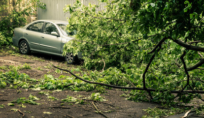 car under fallen tree