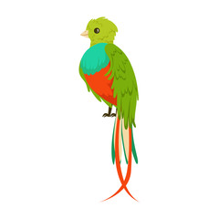 Bright colorful bird with a long tail colorful vector Illustration