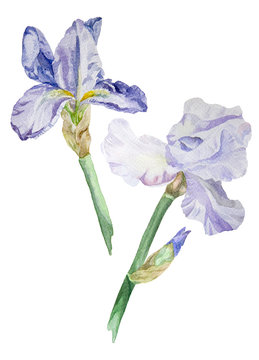 Watercolor blue iris flowers