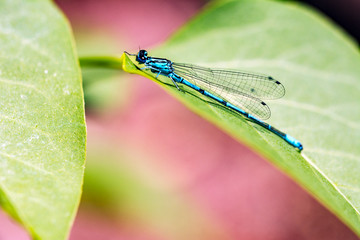 Blue dragonfly sitting on a leaf