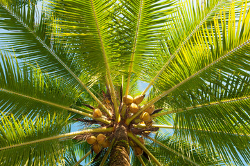 Coconut tree low angle view
