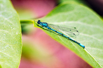 Macro of a blue dragonfly sitting on a leaf