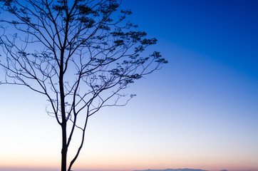 Tranquil in the morning with tree, Beautiful blue sky before sunrise