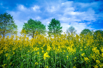 Leuchtend gelbes Rapsfeld mit Rapsblüten im Vordergrund - Rape field