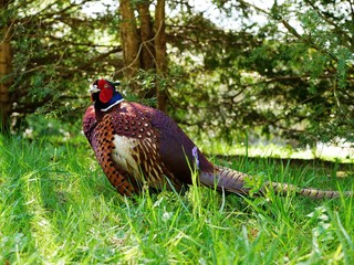 Common pheasant sitting in sun