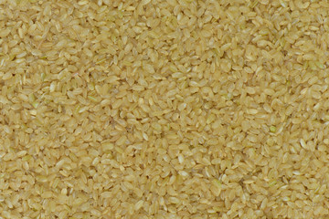 Japan brown rice background