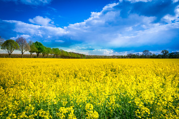 Obraz premium Leuchtend gelbes Rapsfeld mit Baumallee - Rape field