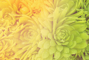 Green outlet colors molochinka at dawn. Herbal natural texture.