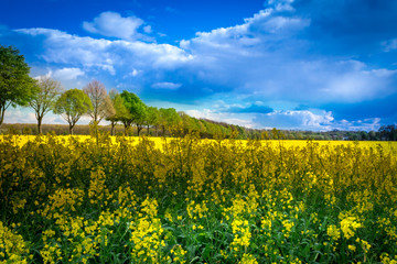 Leuchtend gelbes Rapsfeld mit Rapsblüten im Vordergrund - Rape field