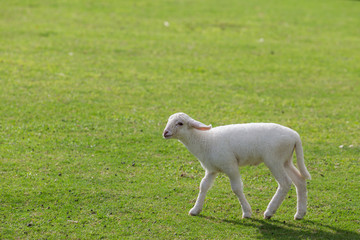 Sheep eating grass