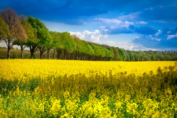 Leuchtend gelbes Rapsfeld mit Baumallee - Rape field