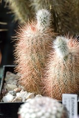 Beautiful colorful flowers of small cactuses