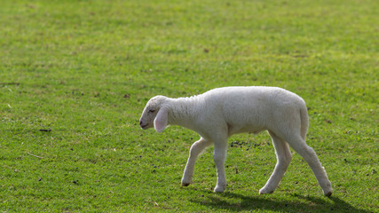 Sheep eating grass