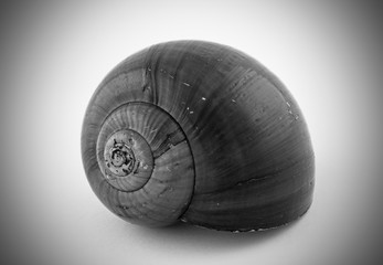 Black and White Photo of Snail Shell  © rosefotolia25