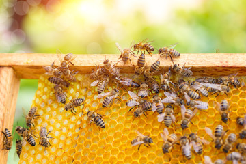 Bees swarming on a honeycomb.