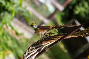 little bird on a perch, bird, nature, garden, green bushes, blue sky, feather, limb, gardening, decoration