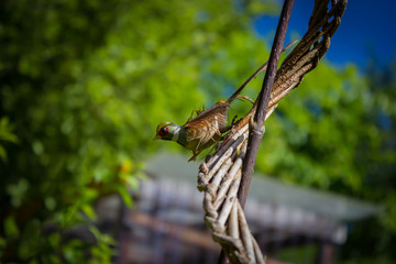 little bird on a perch, bird, nature, garden, green bushes, blue sky, feather, limb, gardening, decoration