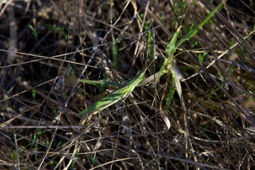 The mantis waits for the victim in the grass