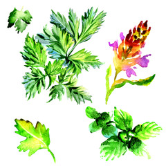 Tropical Hawaii leaves palm tree in a watercolor style isolated.