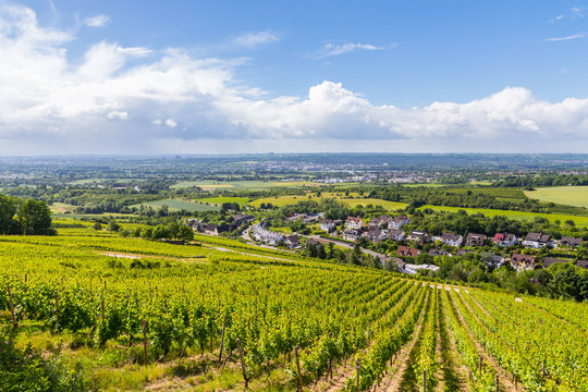 Rheingau bei Wiesbaden-Frauenstein. Panoramablick vom Goethestein. Hessen, Deutschland, 7. Juni 2017.