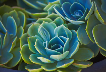 Sempervivum or houseleeks background pattern beautiful color fresh