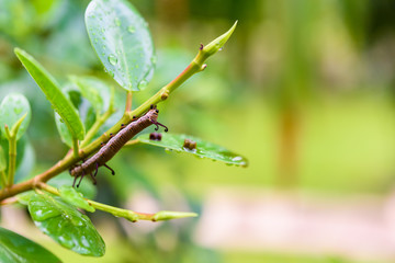 Texture of a green leaf as background with dew drop