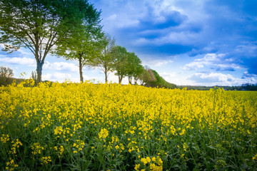 Fototapeta na wymiar Leuchtend gelbes Rapsfeld mit Baumallee - Rape field