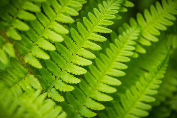 A beautiful vibrant closeup of fern leaves on a natural background in summer