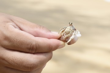 Closeup the hermit crab Paguroidea caught by one hand at the sea.