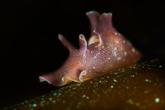 Sea hare