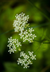 A beautiful vibrant closeup of white chervil flowers on a natural background in summer