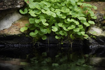 Centella asiatica grow on the water