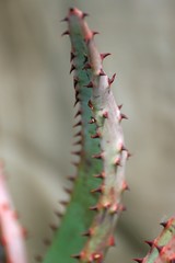 Beautiful colorful flowers of small cactuses