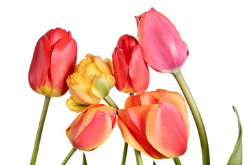 Isolated tulips on a white background