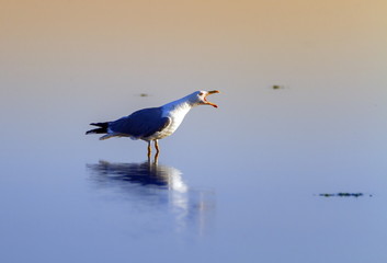 Gull singing on the water, Camargue, France