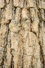 Tree bark texture background.