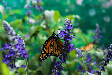 Monarch butterfly with wildflowers