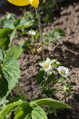 Watering of strawberries in garden.