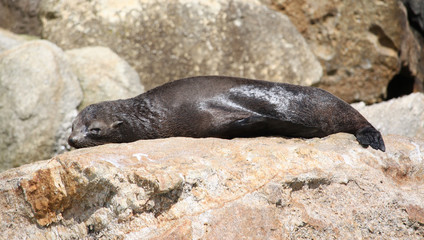 lazy seal in the sun on a rock