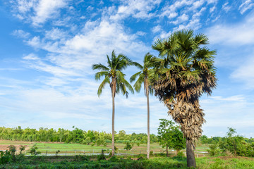 Obraz premium Coconut tree on the blue sky background