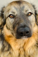 Dog with brown fur close-up looks forward. Vertical shot.