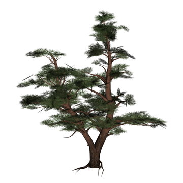 Pine tree - 3D render